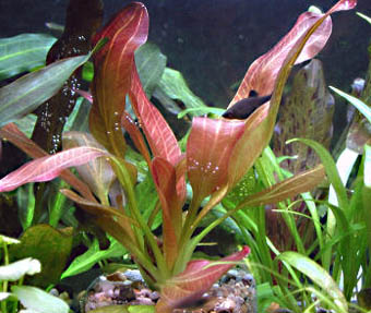 Echinodorus Indian Red